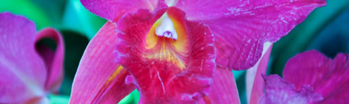 Pěstování orchidejí a jak na ně